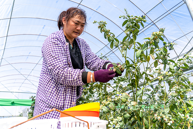工人正在採摘新鮮藍莓果實。陳超 攝