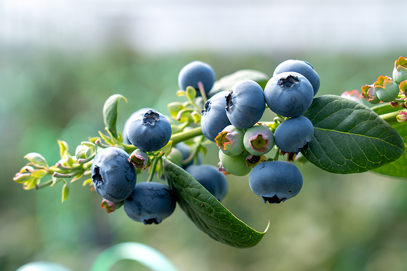 澄江藍莓鮮果挂滿枝頭。陳超攝