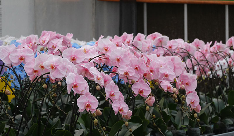 温室大棚里盛开的各类蝴蝶兰-邱美华摄