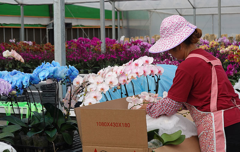工人们正在打包、封装蝴蝶兰。邱美华摄