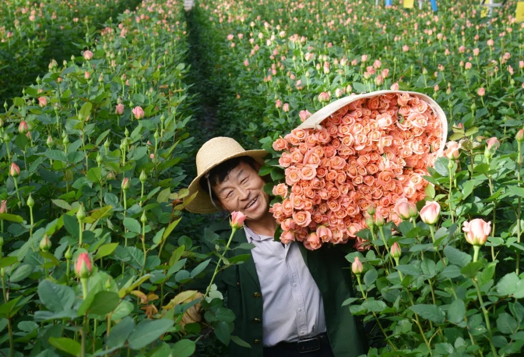 花农在昆明晋宁康龙花卉种植基地采收高品质的粉玫瑰。杨崇云摄