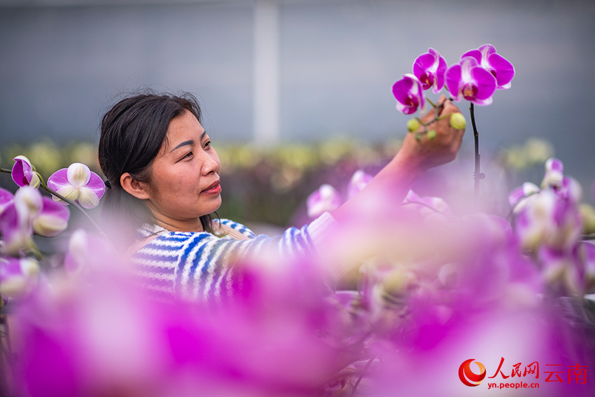 工人在整理准備供應春節市場的蝴蝶蘭。熊平祥攝