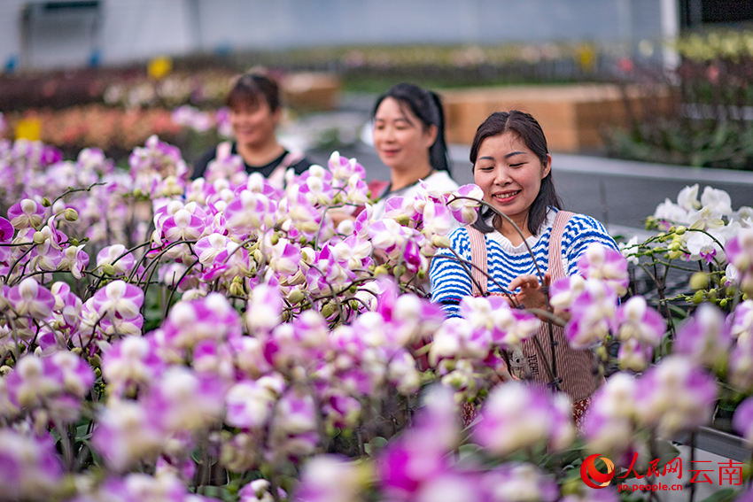 工人在整理准備供應春節市場的蝴蝶蘭。熊平祥攝