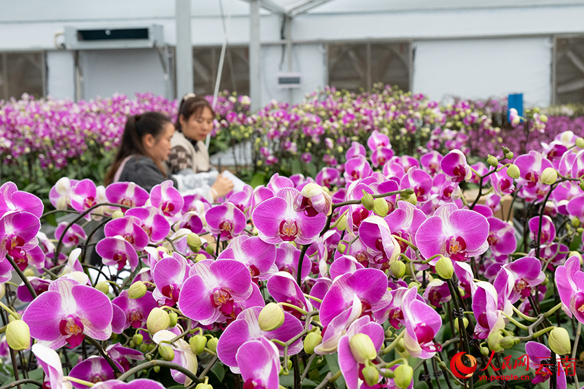 工人在整理准備供應春節市場的蝴蝶蘭。熊平祥攝