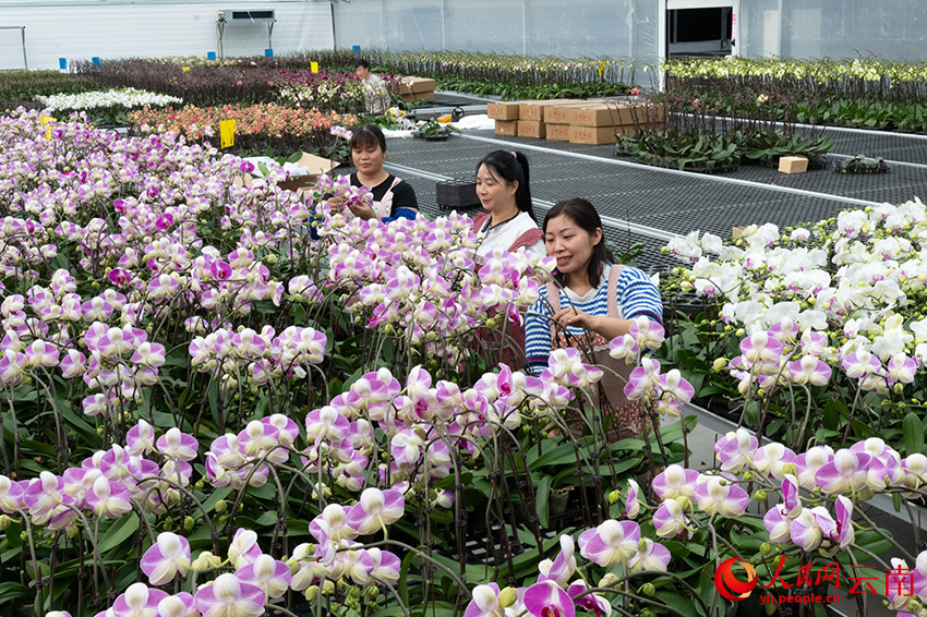 工人在整理准備供應春節市場的蝴蝶蘭。熊平祥攝