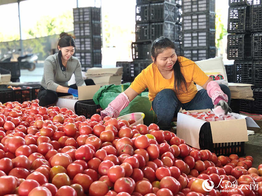元谋县能禹蔬菜批发交易市场内工人正在分拣番茄。罗贵元摄