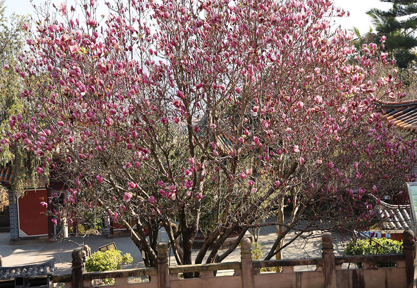 景东县文庙的玉兰。景东县融媒体中心供图