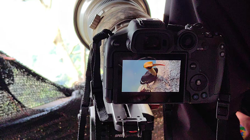 盈江犀鳥谷觀鳥。夏陌攝