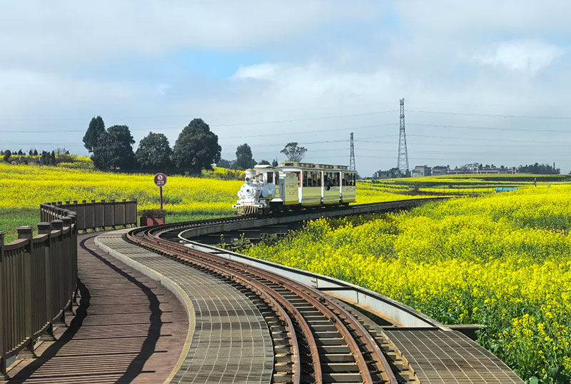 綻放的羅平油菜花。