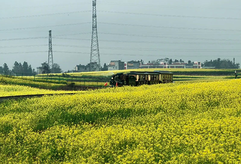 綻放的羅平油菜花。