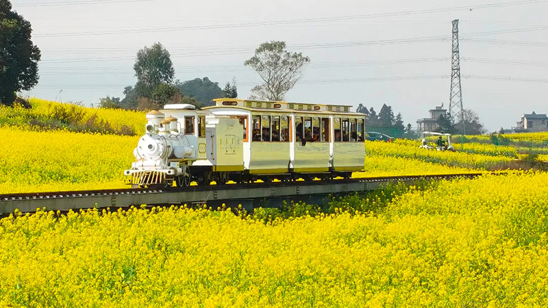 綻放的羅平油菜花。