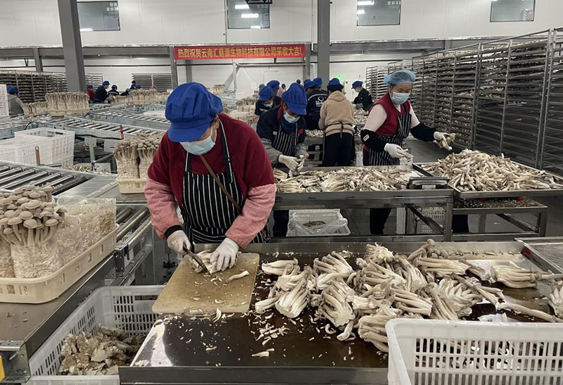 工人在分拣菌菇。段晓宇摄