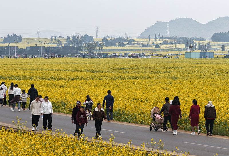 游客漫步在油菜花海中。