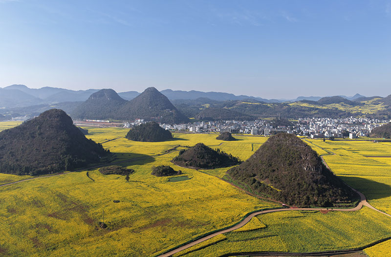 羅平金雞峰叢油菜花海。