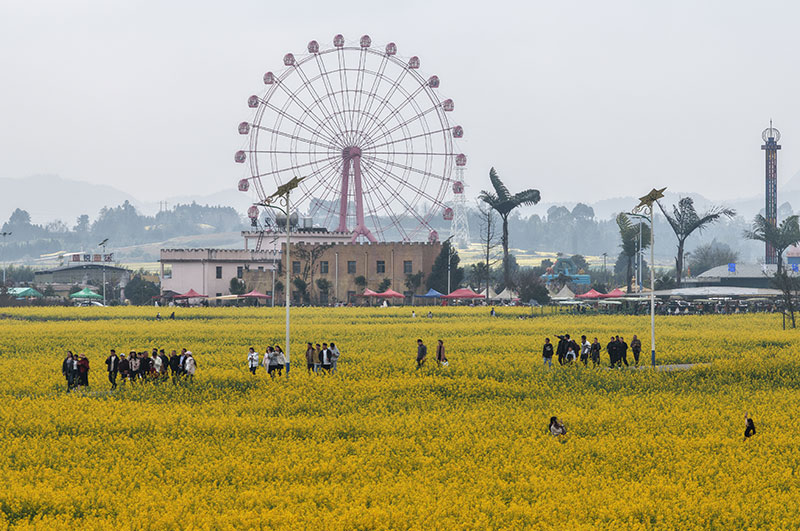 游客在花海中游玩。