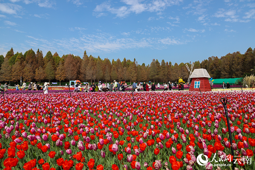 游客在撈漁河國家濕地公園觀賞郁金香。人民網記者 李發興攝