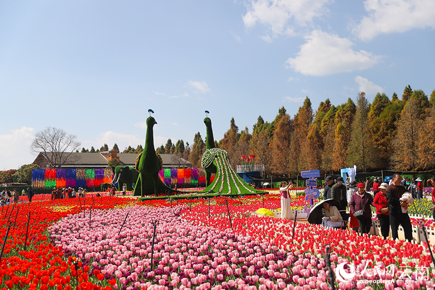 游客在撈漁河國家濕地公園觀賞郁金香。人民網記者 李發興攝