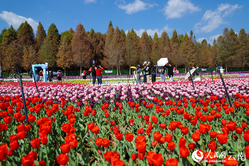 游客在撈漁河國家濕地公園觀賞郁金香。人民網記者 李發興攝