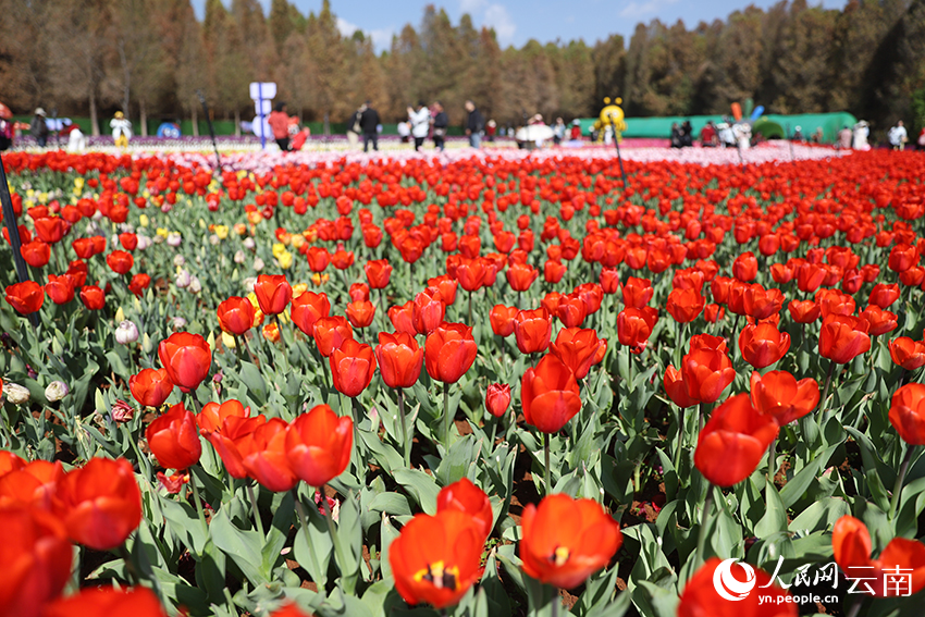 撈漁河國家濕地公園內盛放的郁金香。人民網記者 李發興攝