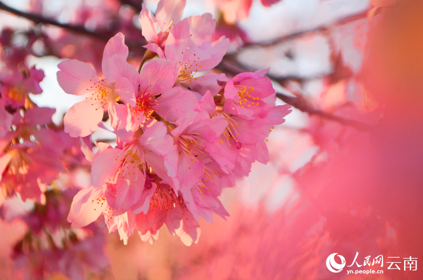 櫻花谷的櫻花競相綻放。人民網記者 劉怡攝