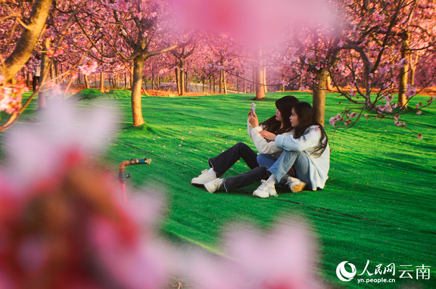 櫻花谷的櫻花競相綻放，吸引游客前來打卡拍照。人民網記者 劉怡攝