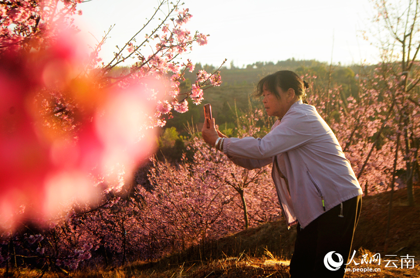 櫻花谷的櫻花競相綻放，吸引游客前來打卡拍照。人民網記者 劉怡攝