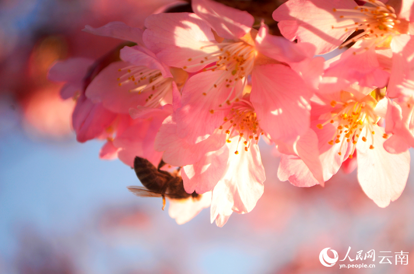櫻花谷的櫻花競相綻放。人民網記者 劉怡攝
