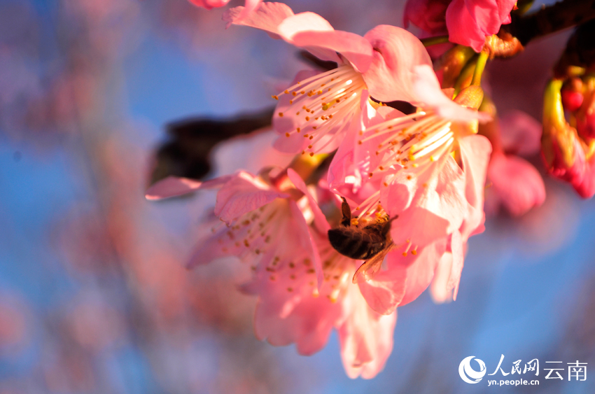櫻花谷的櫻花競相綻放。人民網記者 劉怡攝
