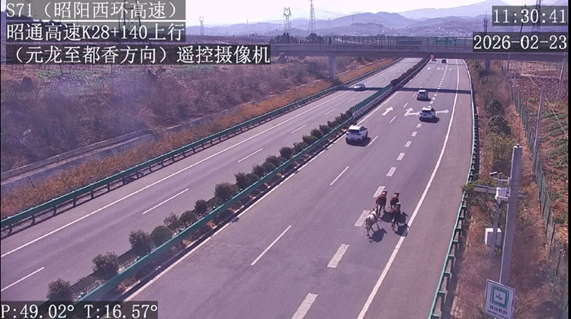 受驚的4頭牛在S71昭陽西環高速公路奔跑
