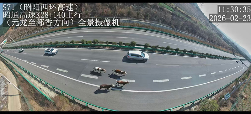 受驚的4頭牛在S71昭陽西環高速公路奔跑。