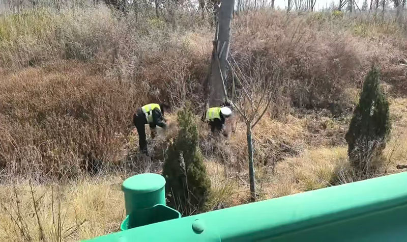 昭通高速交警路邊拔草。