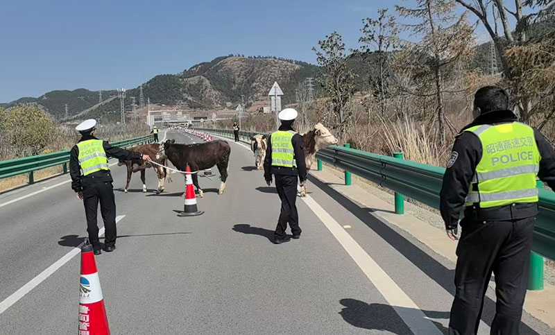 昭通高速交警引導牛離開高速路。
