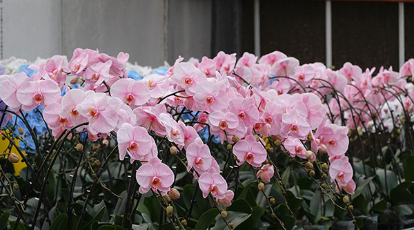 红河开远：年宵花产销两旺迎新春