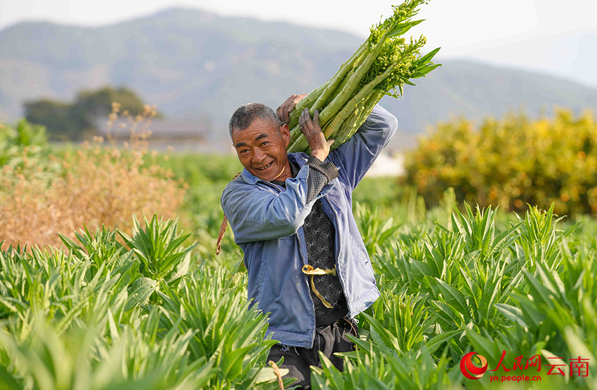 2月25日，云南省漾濞彝族自治县漾江镇桑不老村村民在采收贡菜。人民网记者 虎遵会摄