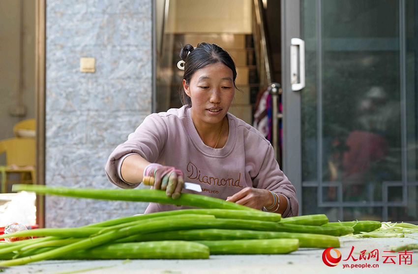 2月25日，云南省漾濞彝族自治县漾江镇桑不老村村民在给贡菜划条。人民网记者 虎遵会摄