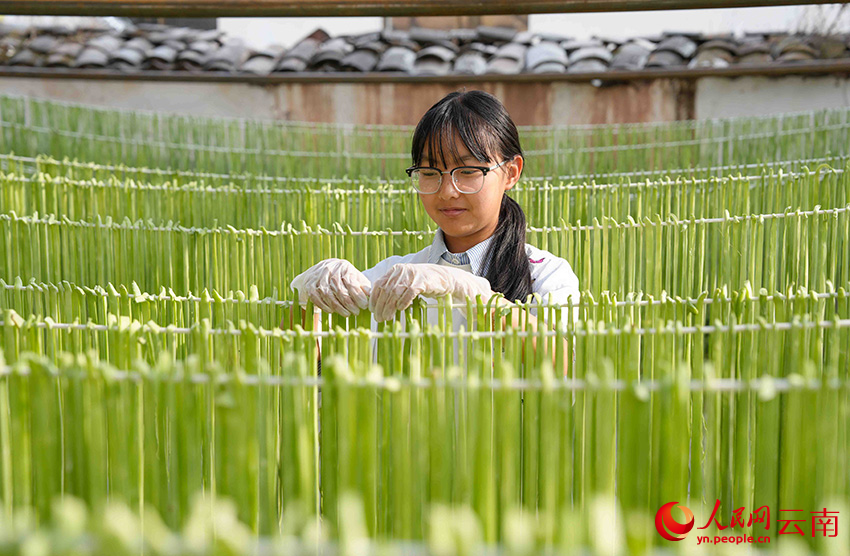 2月25日，在云南省漾濞彝族自治县漾江镇桑不老村一村民正在晾晒贡菜。人民网记者 虎遵会摄