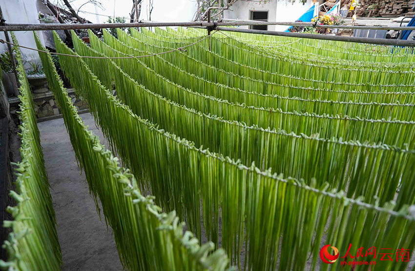 2月25日,云南省漾濞彝族自治县漾江镇桑不老村村民家中晾晒的贡菜。人民网记者 虎遵会摄