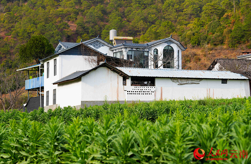 2月25日,云南省漾濞彝族自治县漾江镇桑不老村种植的贡菜。人民网记者 虎遵会摄
