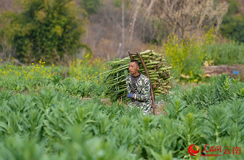 2月25日，云南省漾濞彝族自治县漾江镇桑不老村村民背贡菜。人民网记者 虎遵会摄
