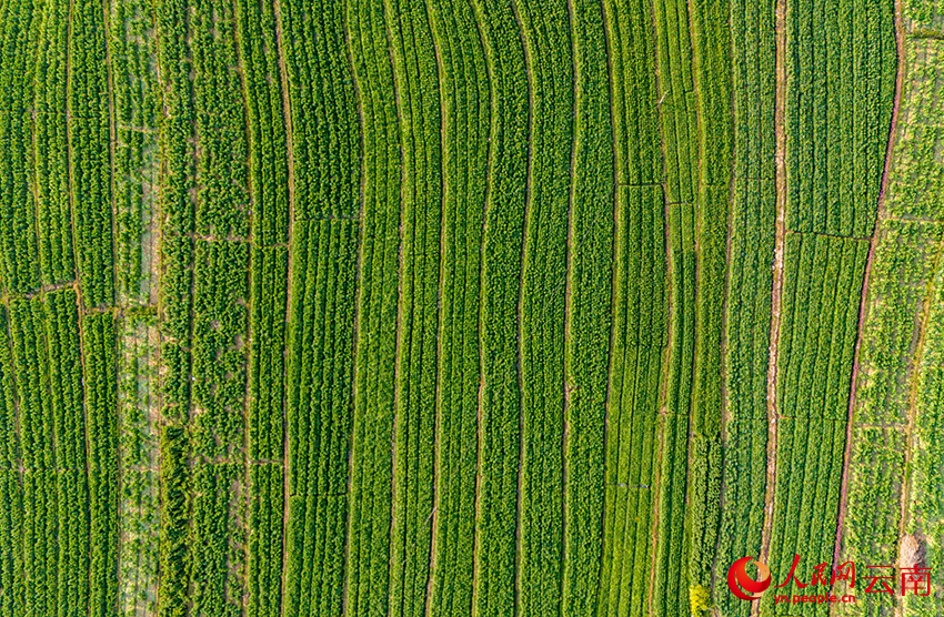 2月25日，云南省漾濞彝族自治县漾江镇桑不老村种植的贡菜。人民网记者 虎遵会摄