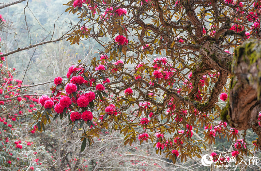 雲南省漾濞縣富恆鄉石竹村的杜鵑花進入盛花期。人民網記者 虎遵會攝