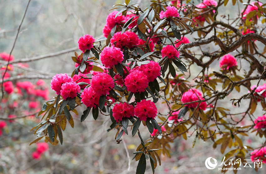 雲南省漾濞縣富恆鄉石竹村的杜鵑花進入盛花期。人民網記者 虎遵會攝