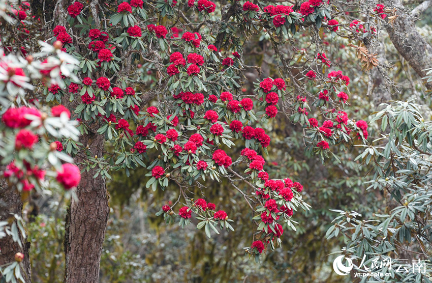 雲南省漾濞縣富恆鄉石竹村的杜鵑花進入盛花期。人民網記者 虎遵會攝