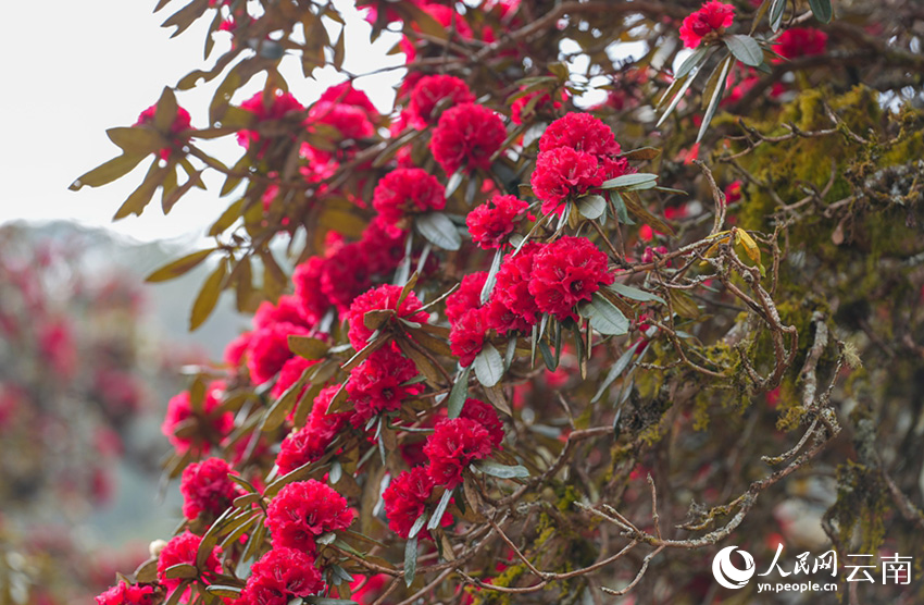 雲南省漾濞縣富恆鄉石竹村的杜鵑花進入盛花期。人民網記者 虎遵會攝