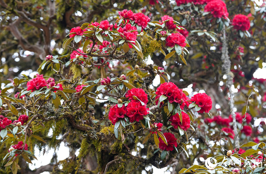 雲南省漾濞縣富恆鄉石竹村的杜鵑花進入盛花期。人民網記者 虎遵會攝