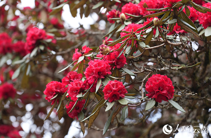 雲南省漾濞縣富恆鄉石竹村的杜鵑花進入盛花期。人民網記者 虎遵會攝