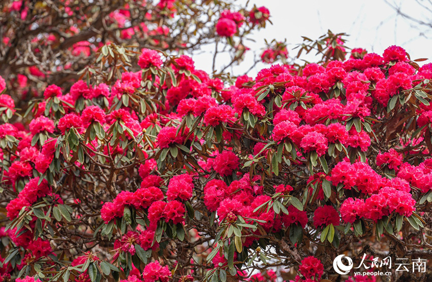 雲南省漾濞縣富恆鄉石竹村的杜鵑花進入盛花期。人民網記者 虎遵會攝