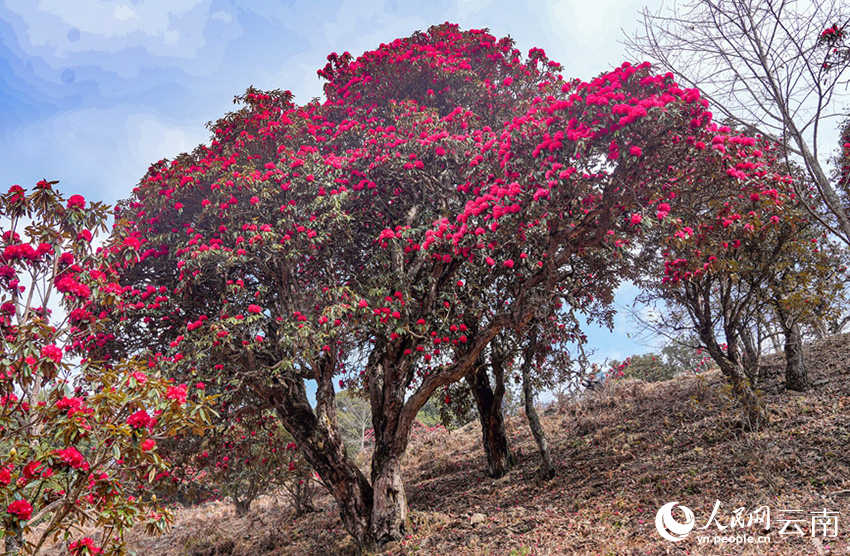 雲南省漾濞縣富恆鄉石竹村的杜鵑花進入盛花期。人民網記者 虎遵會攝