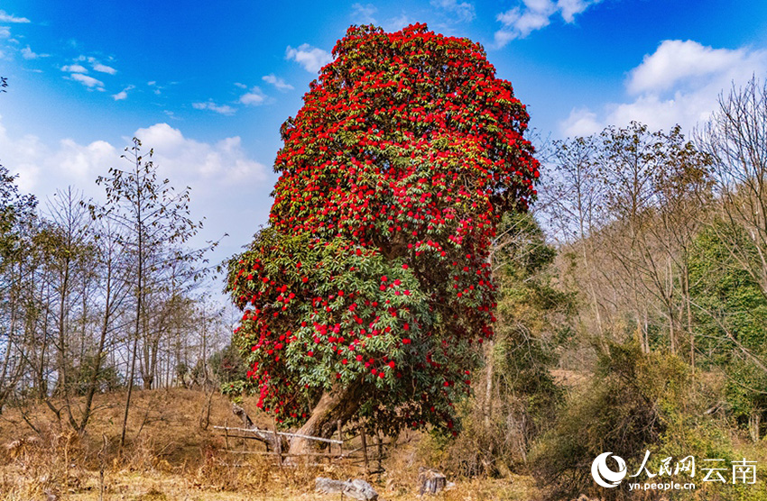 “杜鵑花王”正值盛花期，滿樹繁花、蔚為壯觀。人民網記者 虎遵會攝