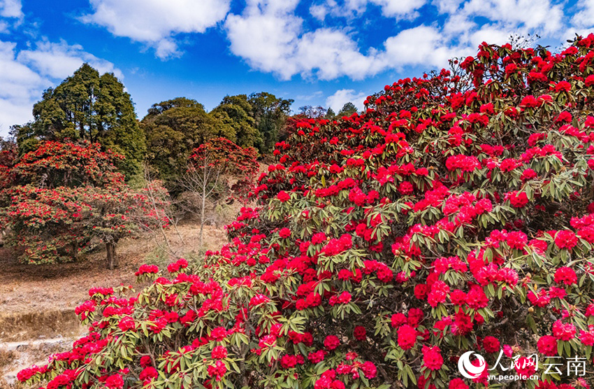 雲南省漾濞縣富恆鄉石竹村的杜鵑花進入盛花期。人民網記者 虎遵會攝